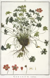 Geranium diferente Geraniologia, ou horas, PELARGONII, ícones história Monsoniae grielum para ilustrar, 1787-1788
